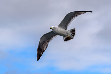 Obraz premium Seagull Soaring in a Cloudy Sky