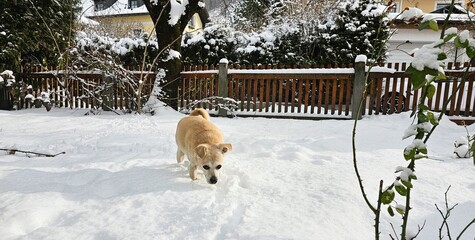 Hund sch&uuml;ffelt im Schnee