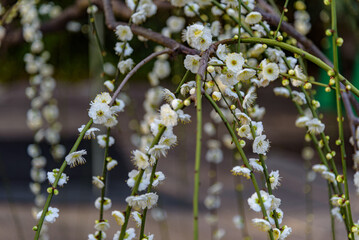 White Plum Blossoms on Drooping Branches