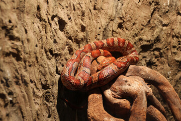 A beautiful, bright snake is resting in a zoo enclosure