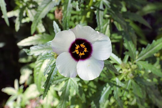 White Kenaf flower. Hibiscus with purple heart.