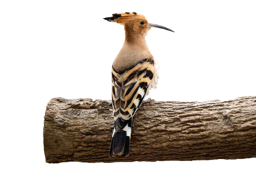hoopoes on trunk transparent background
