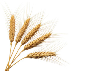 Several dried golden-brown wheat spikes, with ripe grains and natural stalks, meticulously arranged on a transparent background with right-side copy space, natural abundance concept