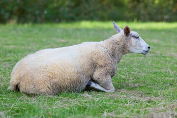 Obraz premium A peaceful white sheep rests calmly on lush green grass, enjoying a sunny day in the pasture. Its woolly coat blends with the natural outdoor setting, showcasing tranquility and rural life.
