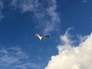 Seagull flying in the sky above clouds.