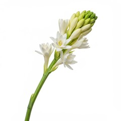 Fototapeta premium Elegant white tuberose blossoms on a long green stem, isolated against a bright white background for a clean and sophisticated presentation ,white, decoration, freshness