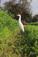 heron on the grass