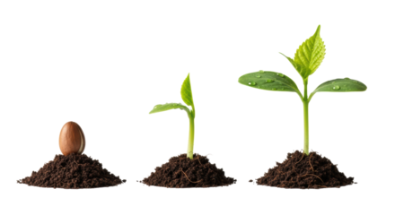 Three sequential stages of plant growth: dark seed, vibrant sprout, lush seedling with water droplets on rich soil, white studio background, copy space. Concept of natural growth and progression