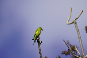 Green-rumped parrotlet looking for food. (Forpus passerinus) Psittacidae family. Parque de Coco, Fortaleza - Ceará, Brazil.
