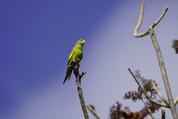 Green-rumped parrotlet looking for food. (Forpus passerinus) Psittacidae family. Parque de Coco, Fortaleza - Ceará, Brazil.
