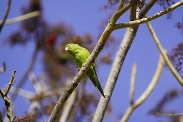 Green-rumped parrotlet looking for food. (Forpus passerinus) Psittacidae family. Parque de Coco, Fortaleza - Ceará, Brazil.
