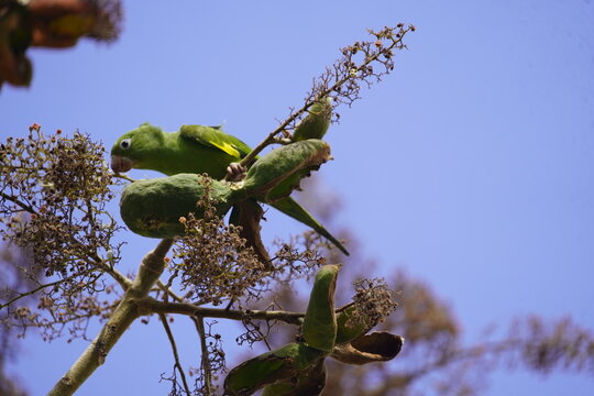 Green-rumped parrotlet looking for food. (Forpus passerinus) Psittacidae family. Parque de Coco, Fortaleza - Cear&aacute;, Brazil.
