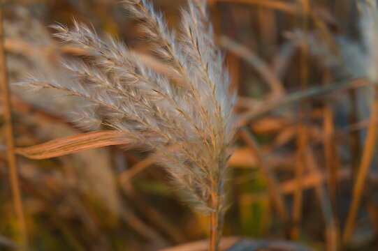 miskant chiński, Miscanthus sinensis, trawa słoniowa, kwiatostan trawy, kwitnie, puszyste, pierzaste, srebrzyste, kwiaty, wiechy, delikatnie