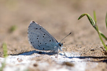 Lycaenidae. A small butterfly gracefully rests on sandy ground on a bright day. Its beautiful wings spread with soft colors, sunlight illuminates its. Macro photo of an insect, the beauty of nature