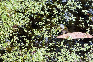 Obraz premium Marsh frog, Pelophylax ridibundus, in nature habitat. Wildlife scene from nature, green animal in water. Beautiful frog in dirty water in a swamp. close-up amphibian. frog in the pond, algae, duckweed