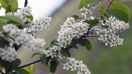 Prunus padus. common bird cherry. flowering tree. small white flowers on a branch. wild growing tree. bird cherry bush in spring, young green leaves. close-up. beauty of nature. natural background