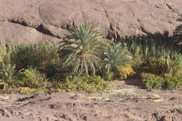 Fint near Ouarzazate, Morocco