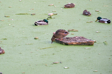 Mallards in a duckweed-covered lake