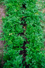 Fototapeta premium Green parsley leaves close-up. Natural background and texture.