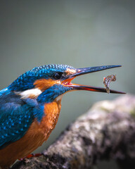 Kingfisher with bait 