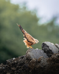 Red kite 