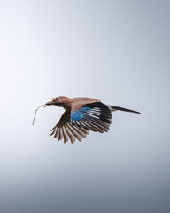 Bird with perch in mouth 