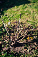 Trimmed rose bush. Close-up of a part of a thorn bush.Pruning plants.