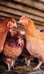 A group of red-feathered chickens in a special pen, poultry farm, poultry, agriculture.