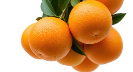 A cluster of ripe juicy oranges with green leaves hanging from a branch isolated on white background