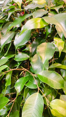 Dense, vibrant background of glossy green Ficus benjamina leaves with natural light