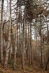 Fototapeta premium Tall pine trees rise closely together on a forested hillside in Fruska Gora National Park, Serbia. The scene highlights natural patterns and quiet autumn mood