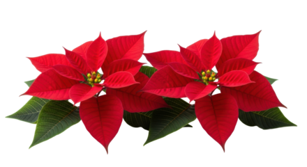 Two perfectly formed, healthy red poinsettia flowers with vibrant red petals and lush green leaves, arranged on a transparent background with copy space, concept of seasonal celebration and natural