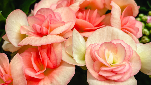 Lush macro image of pink and peach Begonia Elatior flowers with delicate, layered petals
