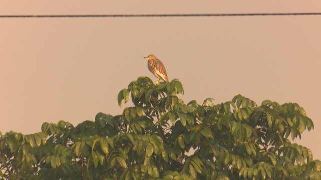 Wild birds perched calmly on branches beside winter mustard fields