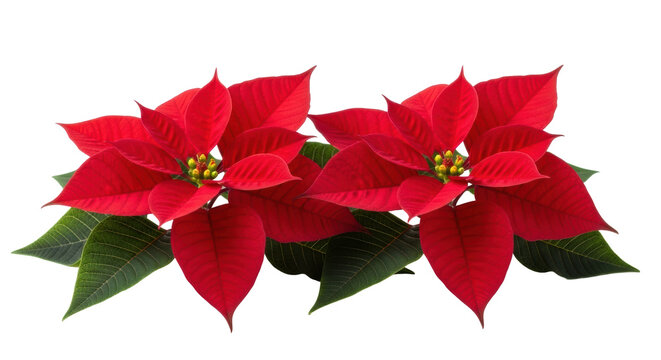 Two perfectly formed, healthy red poinsettia flowers with vibrant red petals and lush green leaves, arranged on a transparent background with copy space, concept of seasonal celebration and natural