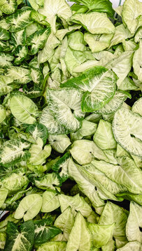 Lush Syngonium Podophyllum foliage texture background with vibrant green and cream variegated arrowhead leaves