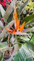 Vibrant Bird of Paradise flower (Strelitzia) in full bloom among lush green tropical foliage © emerald17