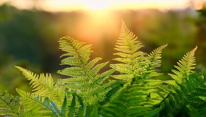 Beautiful Green Tree Fern Leaves At Sunset Closeup Shallow Dof