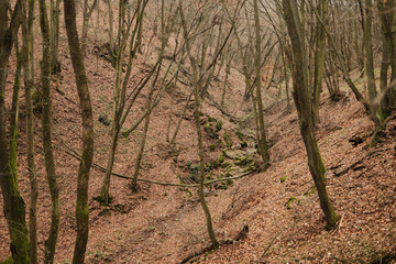 A quiet forest ravine in Fruska Gora National Park covered with dry autumn leaves, bare trees, and mossy rocks. The scene reflects natural stillness and untouched woodland terrain