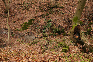 German Shepherd explores a small forest creek among mossy rocks and autumn leaves in Fruska Gora National Park, Serbia. The scene reflects freedom, nature, and calm outdoor exploration