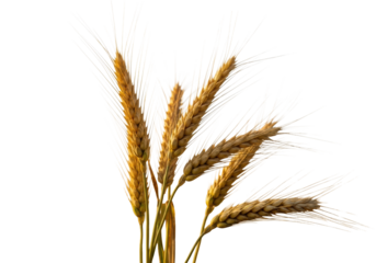 Ripe golden wheat ears and stalks with plump grains, standing tall in a sun-kissed field with delicate bokeh under warm golden hour light, concept of abundance and prosperity