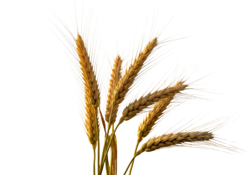 Ripe golden wheat ears and stalks with plump grains, standing tall in a sun-kissed field with delicate bokeh under warm golden hour light, concept of abundance and prosperity