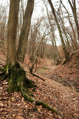 Large tree roots covered with green moss surrounded by fallen autumn leaves in Fruska Gora National Park. The scene highlights organic texture, growth, and earthy natural calm