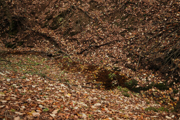 A quiet small river ravine in Fruska Gora covered with dense layers of fallen autumn leaves and earthy forest textures. The scene reflects seasonal change and calm natural atmosphere