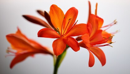 Orange Crocosmia Flowers On Soft White Background Minimal Botanical Nature Photography Close Up Selective Focused Montbretia Perfect For Use In Floral Designs Backgrounds And Seasonal Decor
