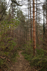 A narrow dirt path leads through tall pine trees in Fruska Gora. The quiet woodland atmosphere highlights natural stillness and calm exploration