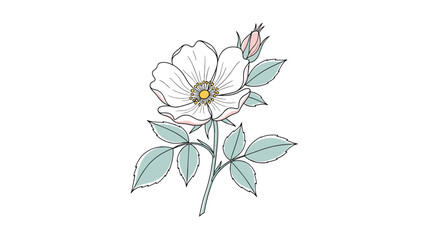 Delicate hand-drawn wild rose flower illustration with a soft color palette isolated on a white background for botanical design.