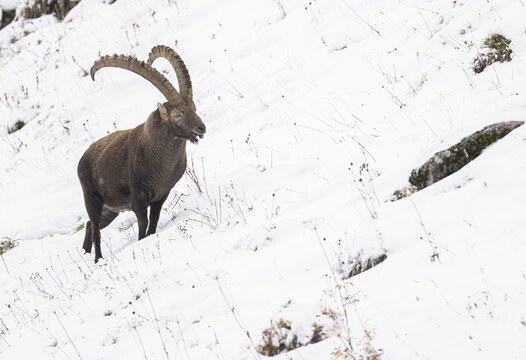 View of a majestic Alpine ibex stands in stark contrast against the pristine white snow-covered slopes of Le Grammont, Vouvry, Valais, Switzerland.