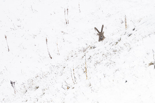 View of a hare's head and ears poking out from a blanket of crisp white snow, a stark contrast in the winter landscape, Vouvry, Valais, Switzerland.