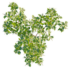 Clethra alnifolia tree plan, top view, cutout, 8k png, isolate, transparent background, Inviting green foliage with small white flowers, perfect for design use